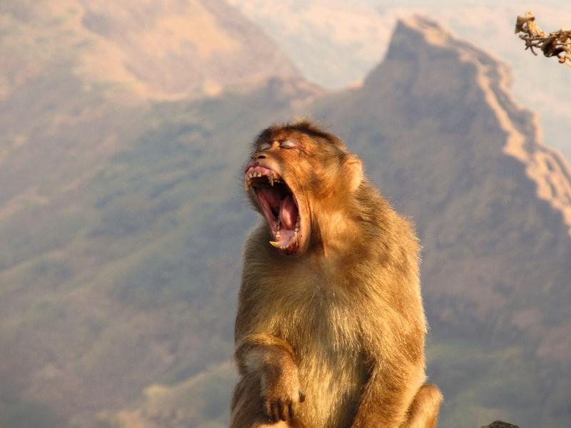 Yawning Monkey
